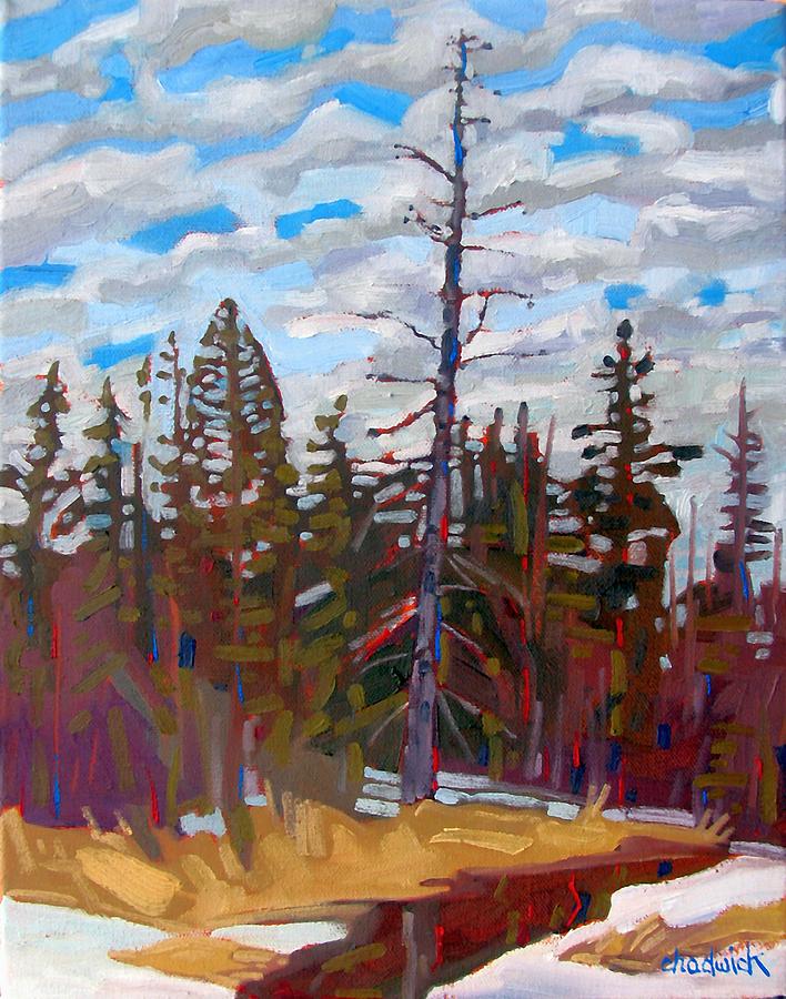 Spring Painting - Algonquin Spruce Sentinel by Phil Chadwick