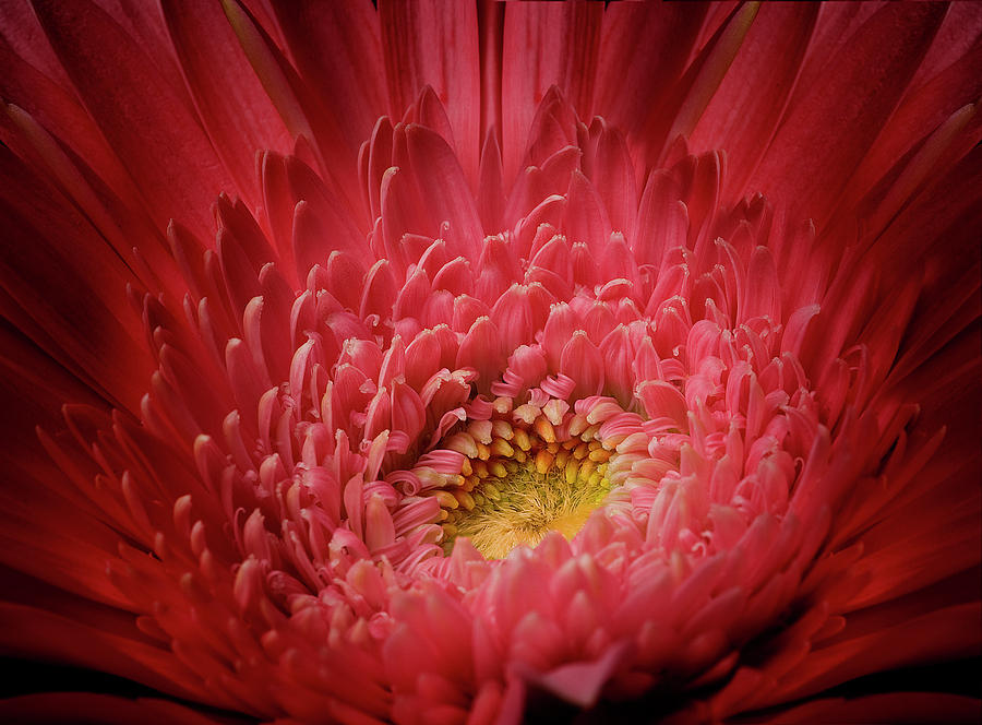 Red Gerber Daisy Photograph by Al Hurley