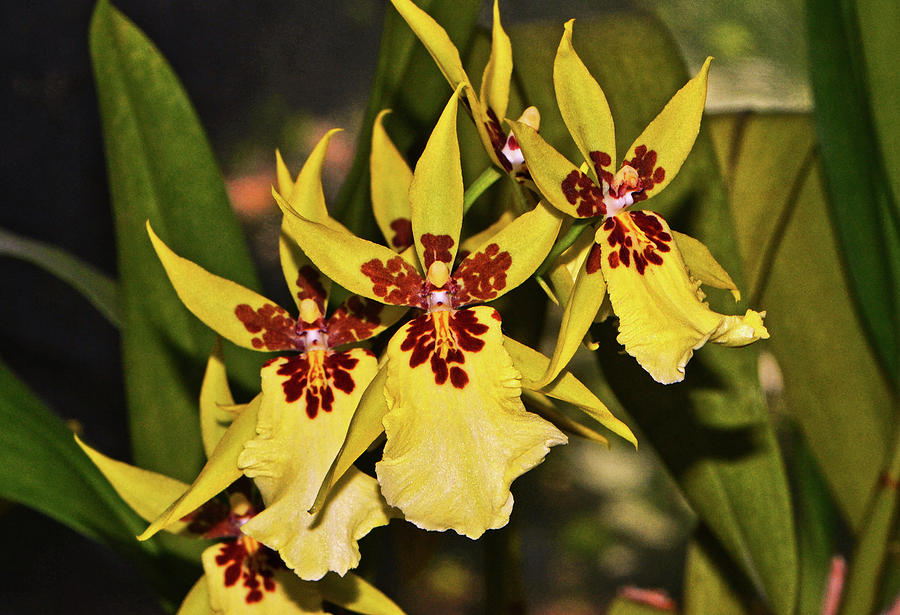 Aliceara Sunday Best Orchid 003 Photograph by George Bostian