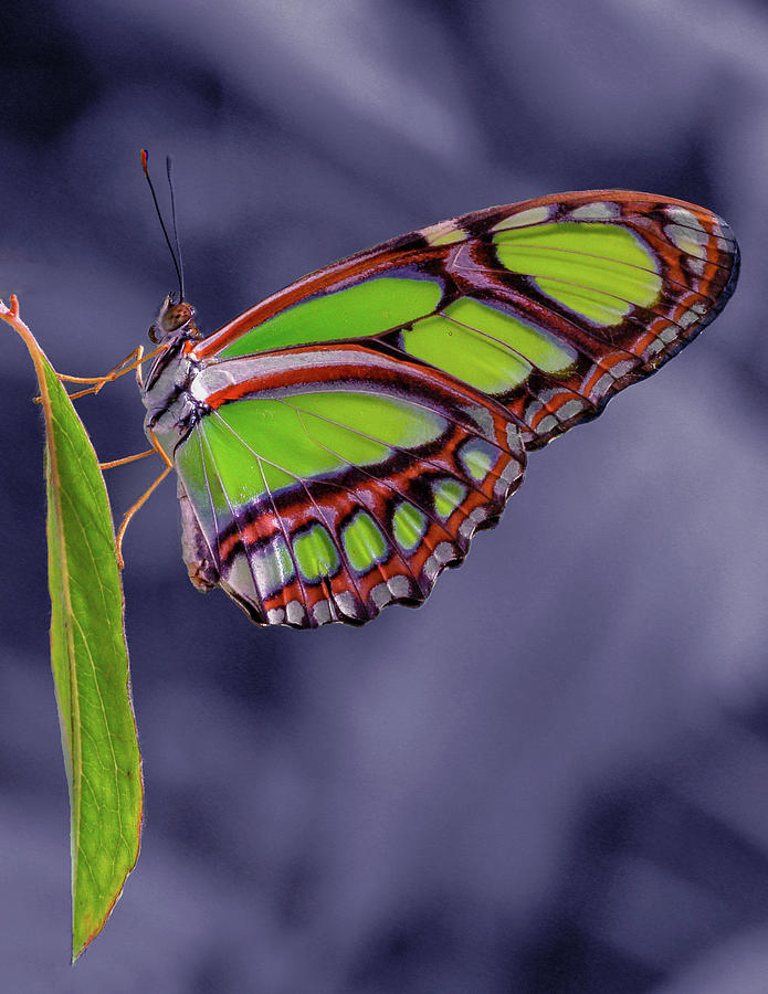 Alien Butterfly Photograph by Jean Noren