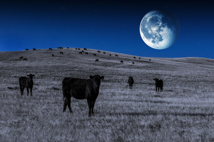 Alien Cows Photograph by Todd Klassy