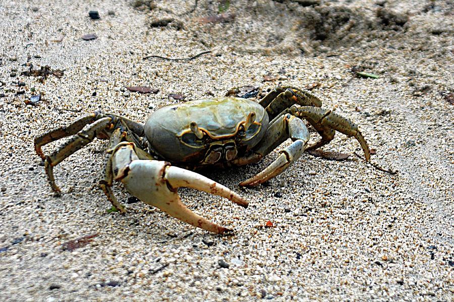 Alien Crab Photograph by John Hughes - Fine Art America