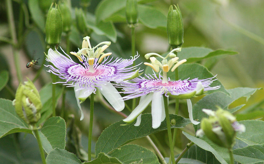 Alien Flower Photograph by Captain Debbie Ritter Alien Flower Photograph by Captain Debbie Ritter