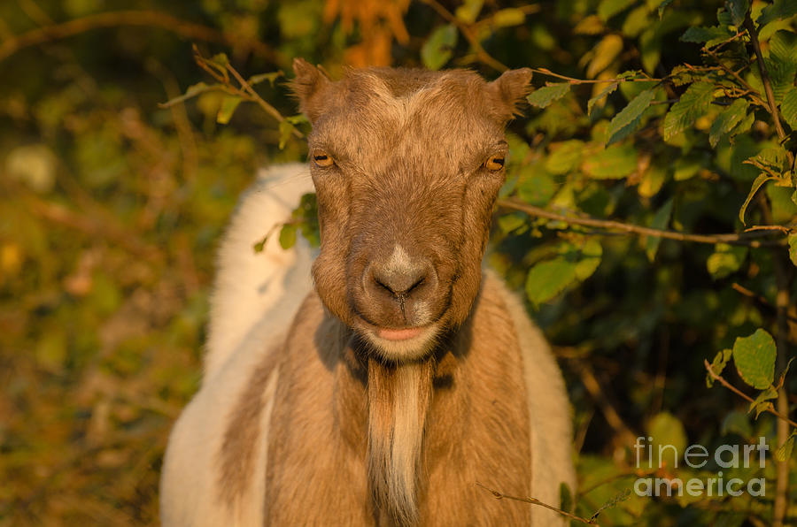 Alien goat Photograph by Lyudmila Prokopenko Pixels