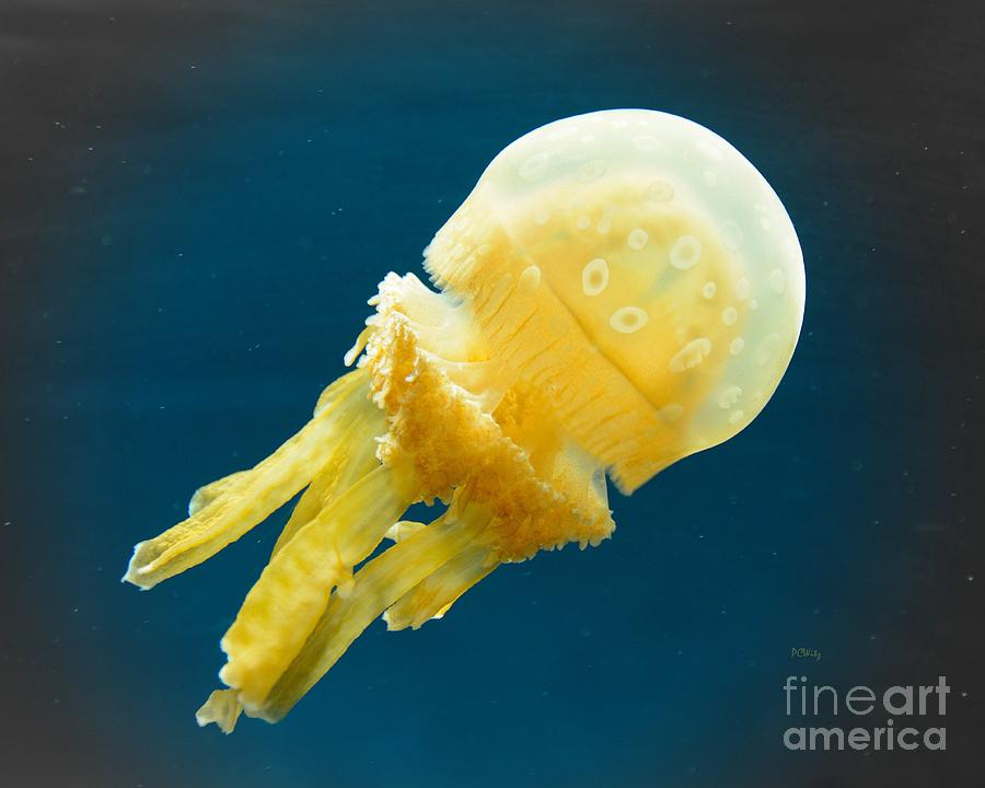 Alien Jelly Photograph by Patrick Witz