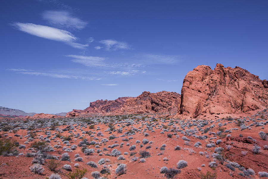 Alien Landscape Photograph by Jennifer Luzio - Fine Art America