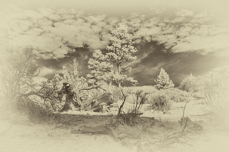 Alien Landscape Infrared Photograph by Jim Cook