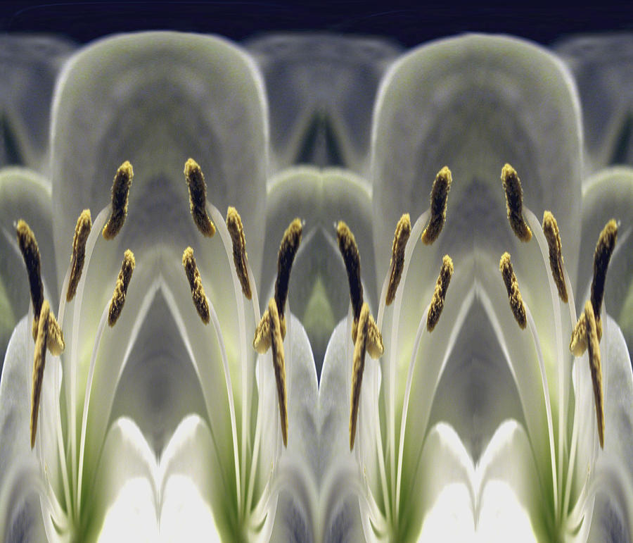 Alien Lily Photograph by Terence Davis