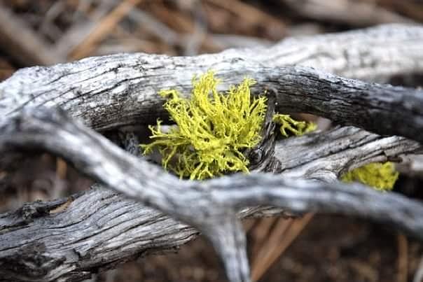 Nature Photograph - Alien Moss by Shaun Higley