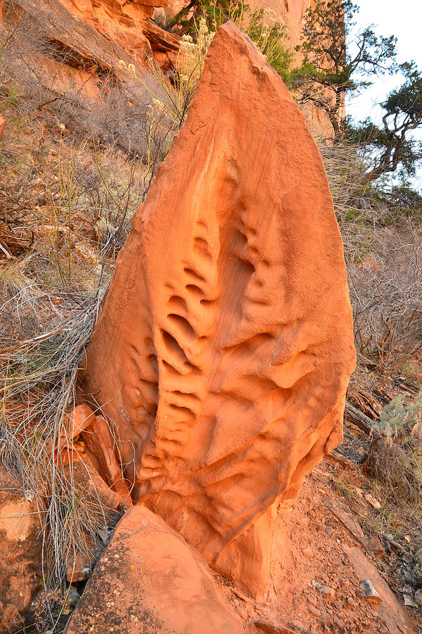 Alien Sandstone Photograph by Ray Mathis