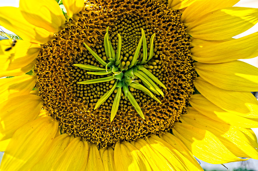 Alien Sunflower Photograph
