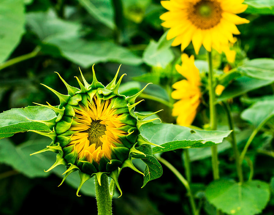 Alien Sunflower Photograph by Leah Palmer