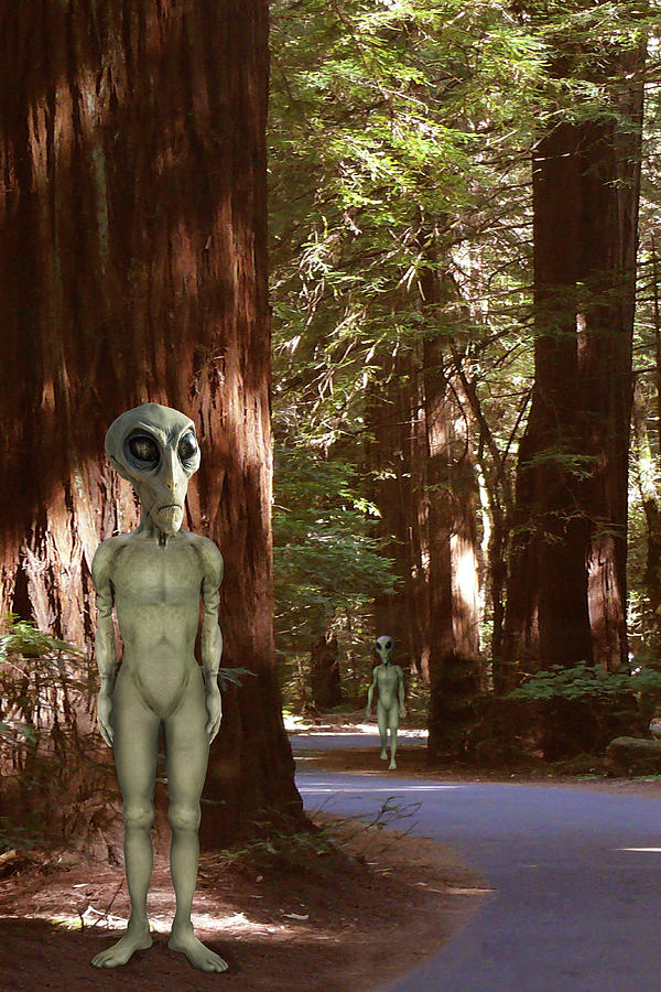 Alien Photograph - Alien Vacation - Redwoods California by Mike McGlothlen