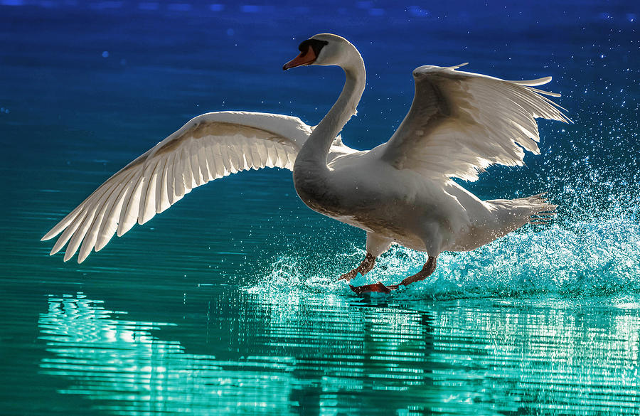 Alighting Swan 2 Photograph by Brian Stevens