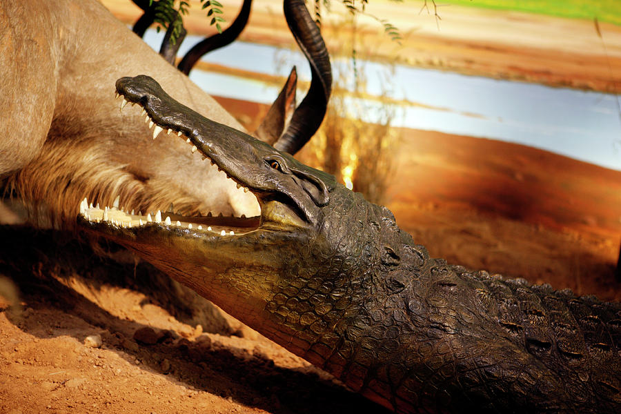 Aliigator Photograph