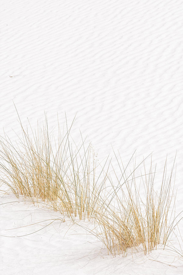 Alkali Sacaton - White Sands National Monument Photograph by Darin Volpe