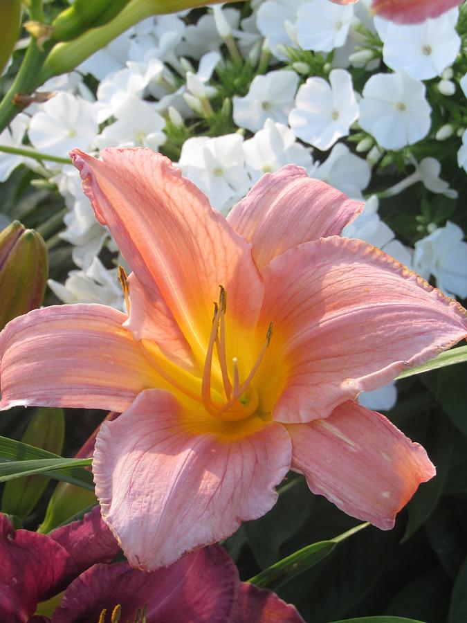 Day Lilly Photograph - All A Glow by Barbara Ebeling