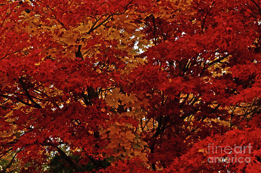 All About Maple Photograph by Greg Patzer