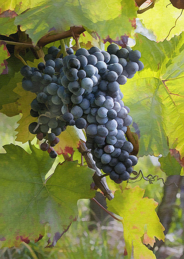 Grape Photograph - All Aglow by Sharon Foster