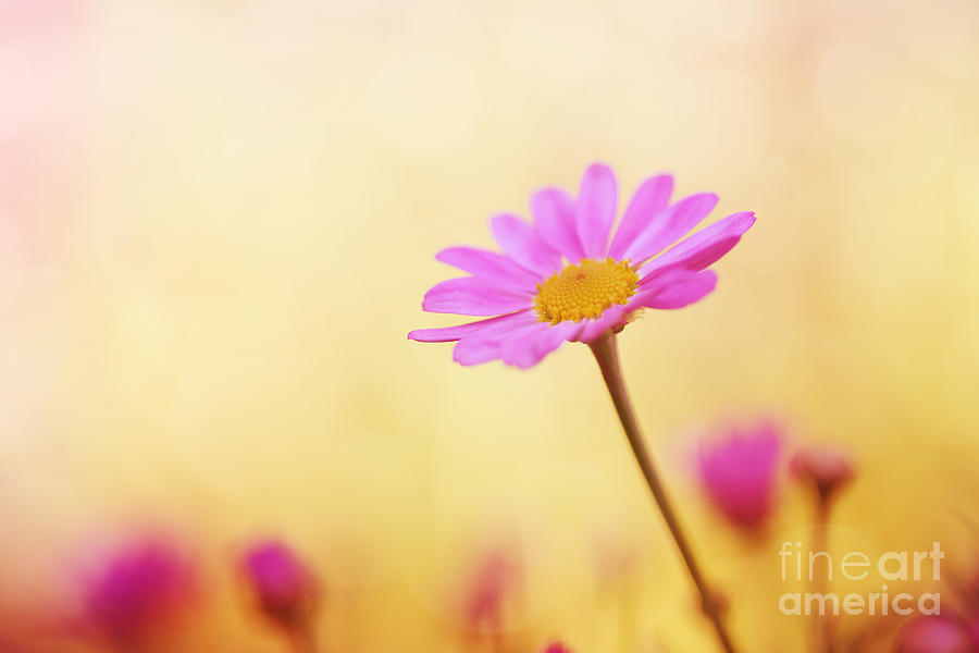 Daisy Photograph - All Alone..... by LHJB Photography