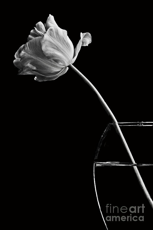 Tulip Photograph - All alone by Marion Galt