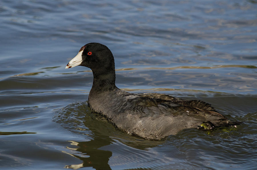 All American Coot Photograph by Yeates Photography