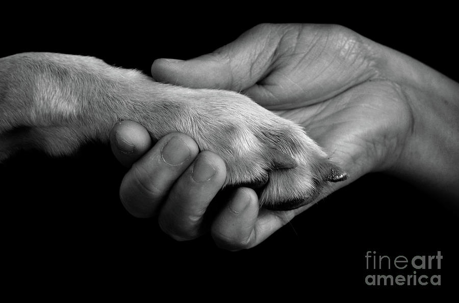 Dog Photograph - All Are One by Elise Wong