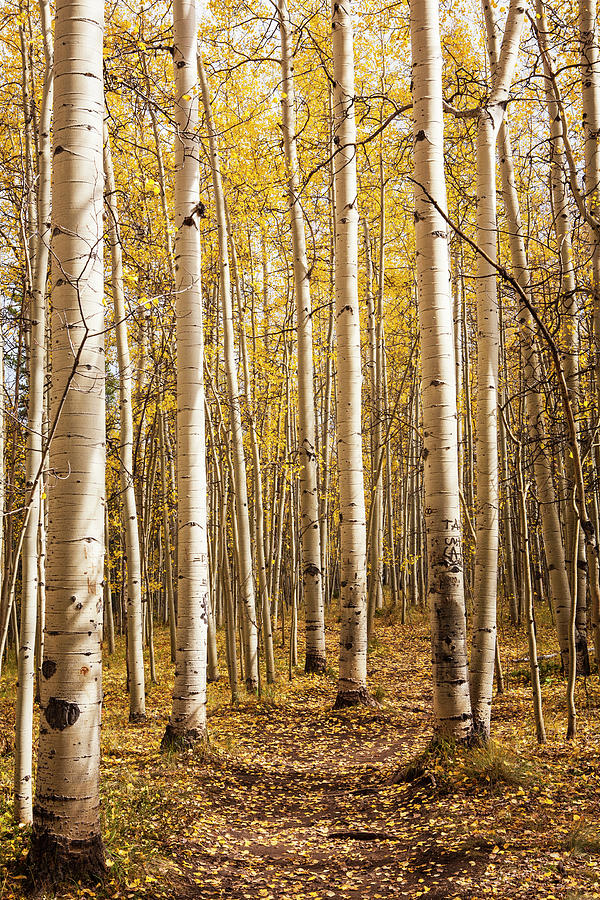All Aspen 2 Photograph by Marilyn Hunt