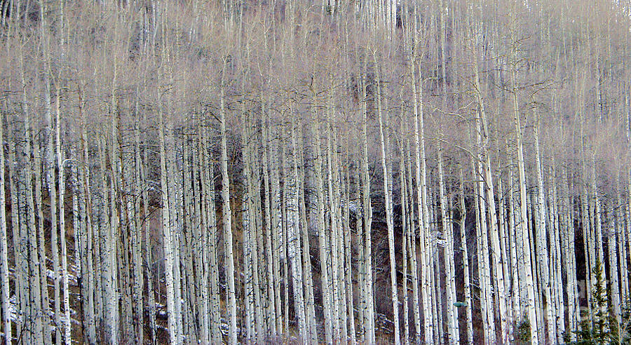All Aspen Photograph by Carol Sweetwood