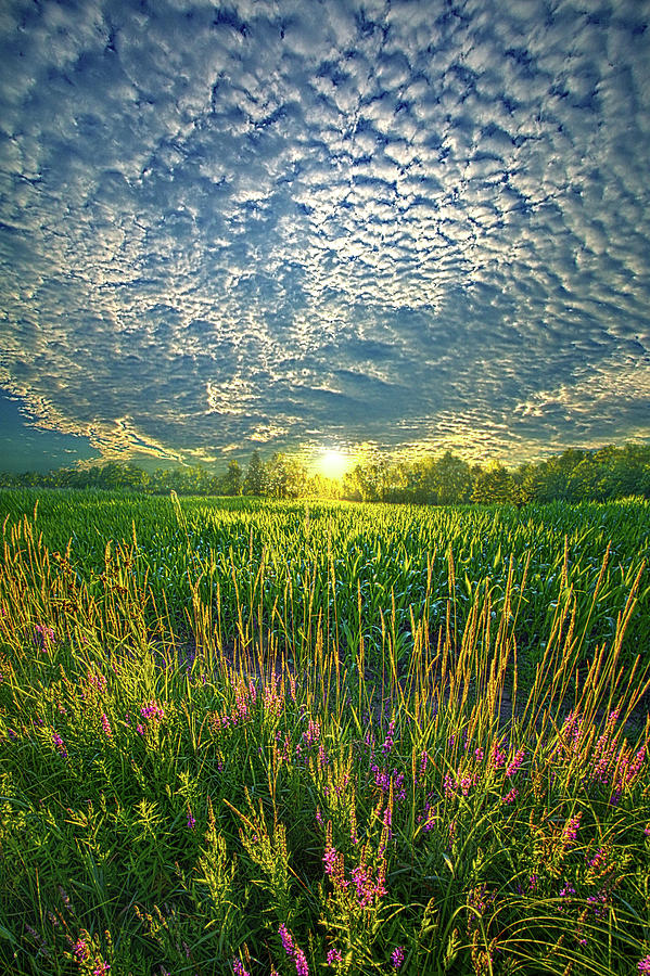 All At Once Photograph by Phil Koch