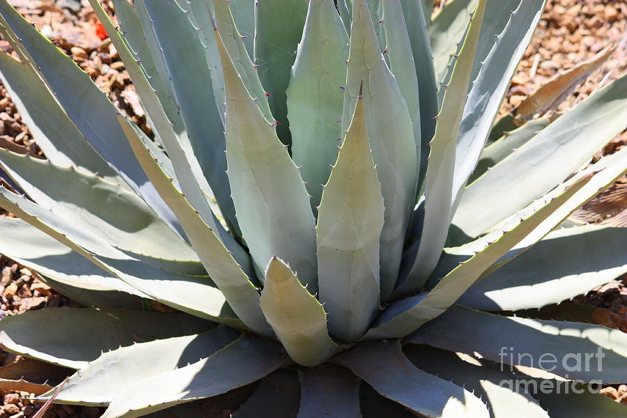 All Blue Agave Photograph by Carol Groenen