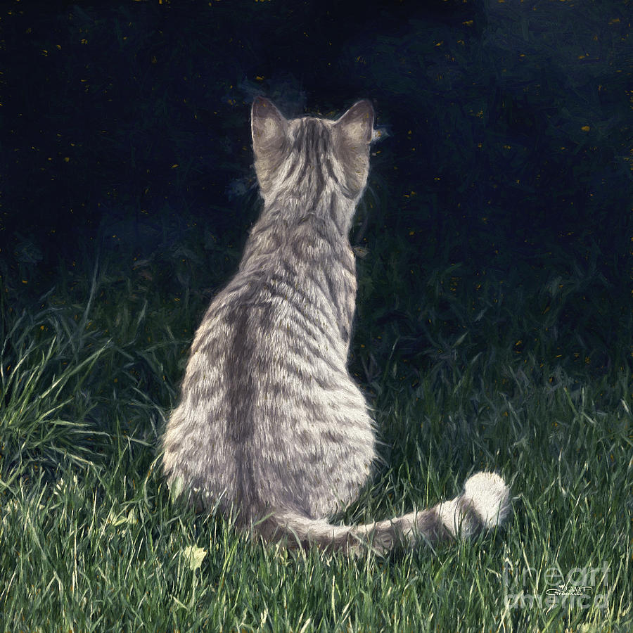 Cat Photograph - All Cats Are Gray by Night by Jutta Maria Pusl