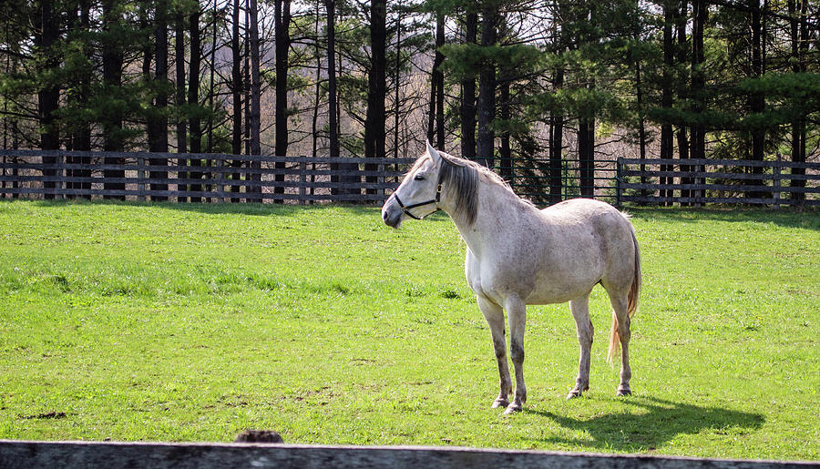 All Creatures Great and Small by Garvin Hunter All Creatures Great and Small by Garvin Hunter