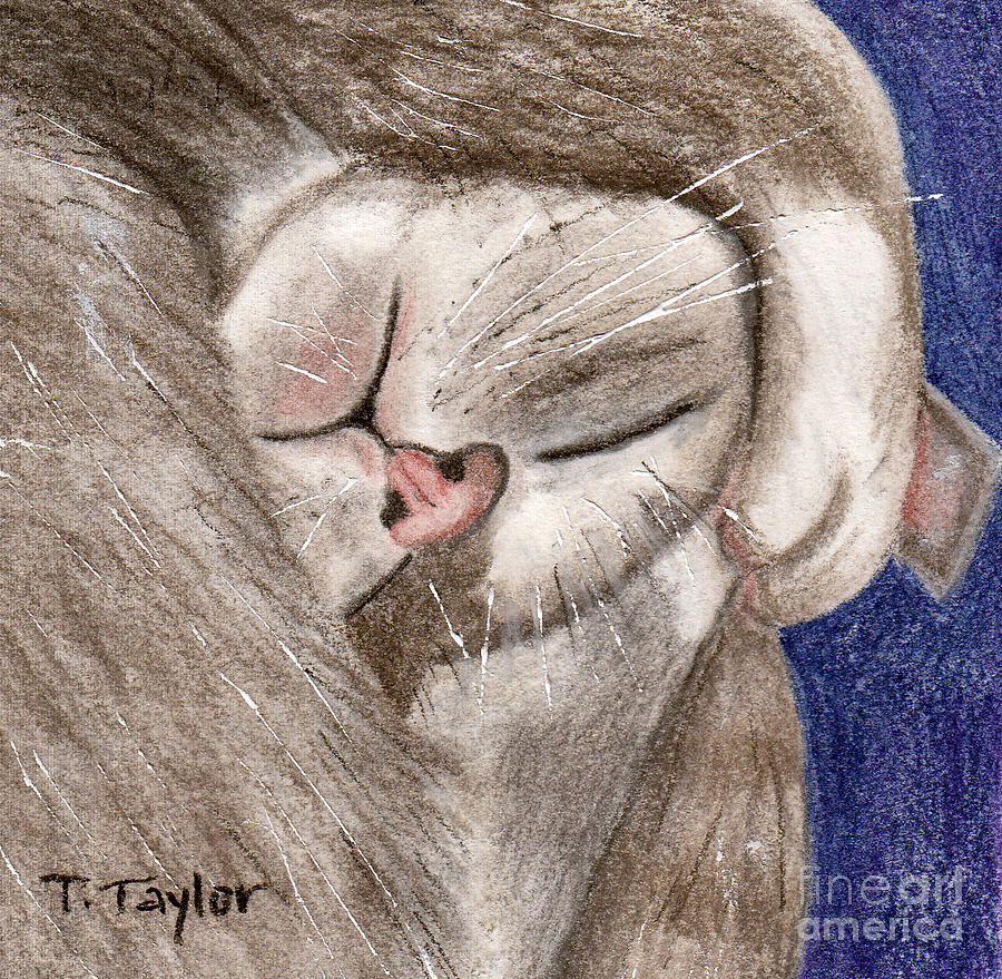 Cat Drawing - All Curled Up by Terry Taylor
