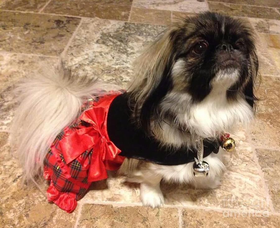 Dog Photograph - All Dressed Up by Cindy  Riley