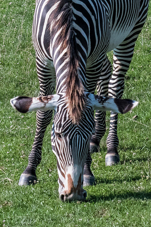 All Ears Grevys Zebra Photograph by Ginger Stein