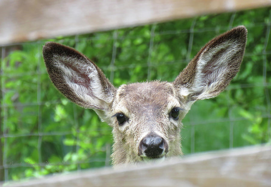 All Ears - Deer at the Fence - Wildlife Photography Photograph by Brooks Garten Hauschild
