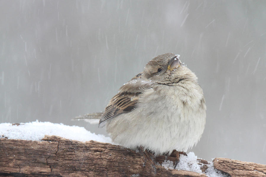 All Fluffed Up Photograph by Sue Feldberg - Pixels