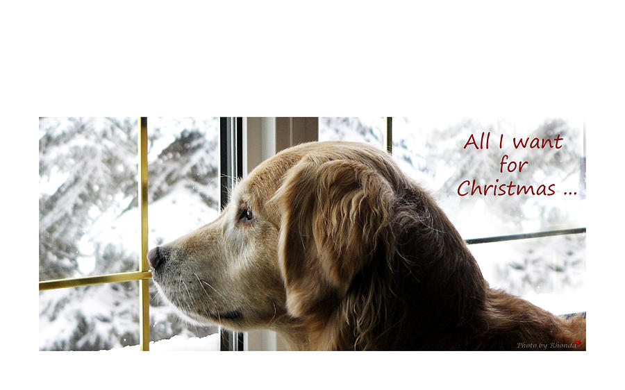 All I Want for Christmas Photograph by Rhonda McDougall