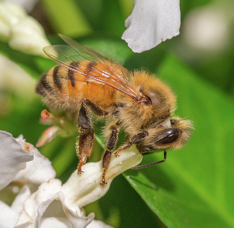 All In, Apis mellifera Photograph by Christy Cox