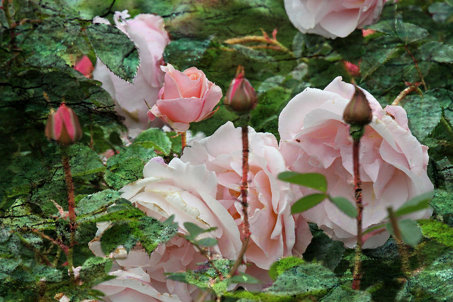 All In Bloom - Roses - Garden Photograph by Marie Jamieson