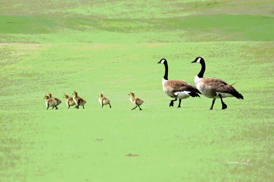Canadian Geese Photograph - All In The Family II by Suzanne Gaff Canadian Geese Photograph - All In The Family II by Suzanne Gaff