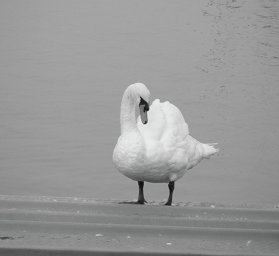 All in White - Swan in BW Photograph by Margie Avellino