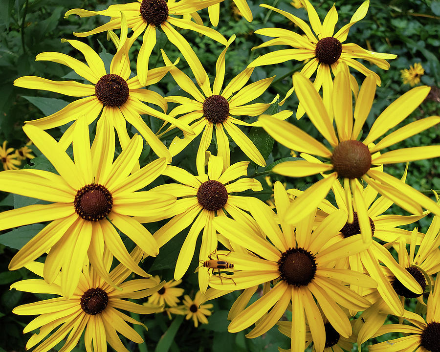 Black Eyed Susan Photograph - All is golden by R V James