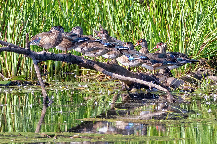 All My Ducks In A Row Photograph by Bill Wakeley