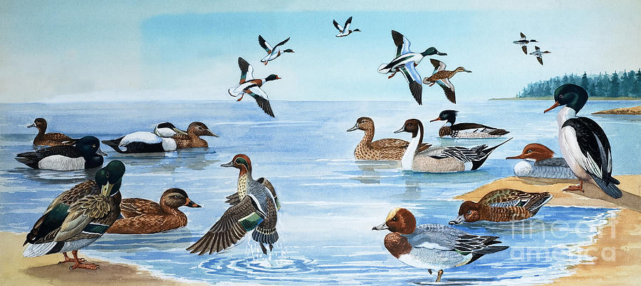 All Sorts of Ducks Painting by English School