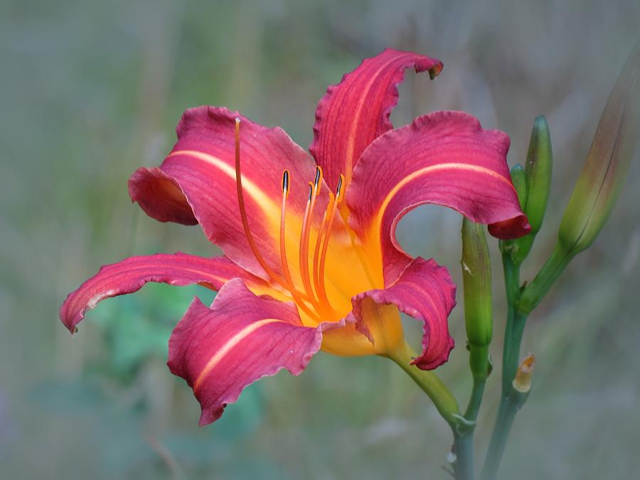 Lily Photograph - All Summer Lily by MTBobbins Photography