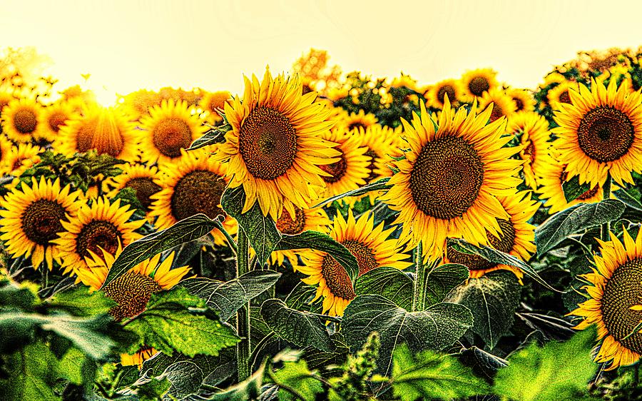 All Sunflowers in a Row Photograph by Karen McKenzie McAdoo