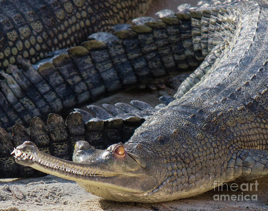 Crocodile Photograph - All Teeth by Cheryl Del Toro