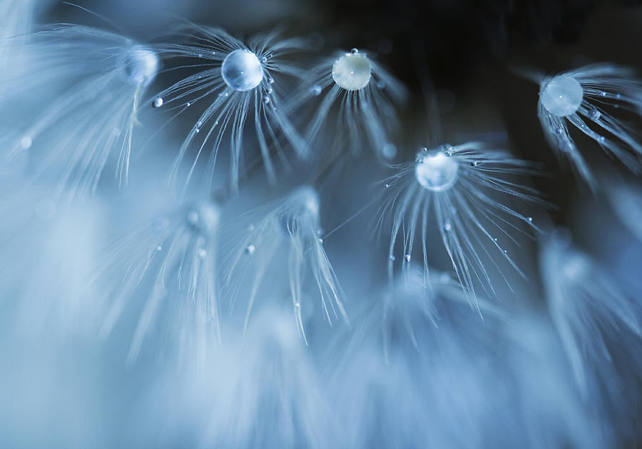 Dandelions Photograph - All That Glitters Is Not Gold by Rebecca Cozart